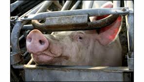 Têtes de cochon devant des mosquées : un réseau serbe derrière les actes islamophobes et antisémites