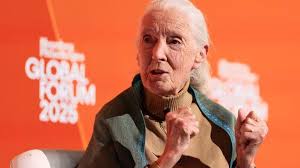 Jane Goodall, la voix des chimpanzés et de la planète, s’est éteinte à 91 ans